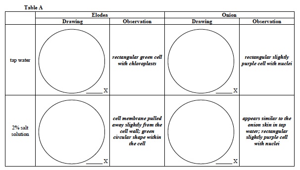 Cellular 4 Lab Table A 1st