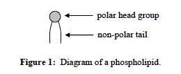 Cellular Intro 1