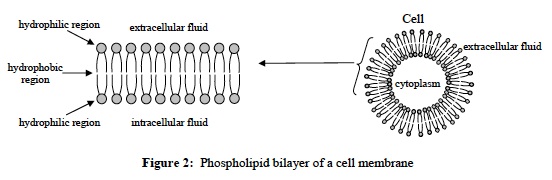 Cellular Intro 2