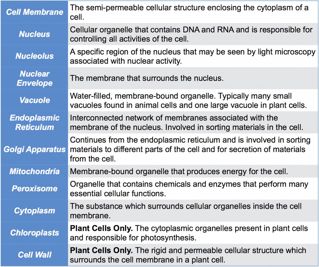 Organelle Function