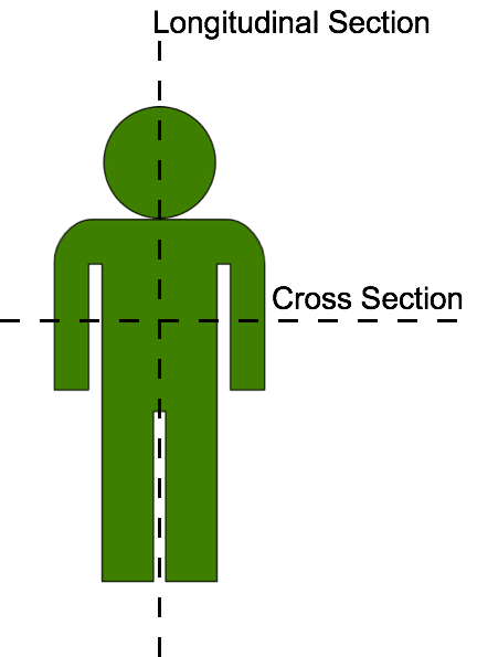 Sections of the body