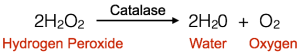 Catalase Reaction