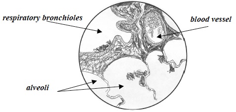 CCC Inv 1 Lab Trial 2 A