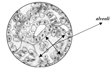 CCC Inv 3 Lab Trial 2 B