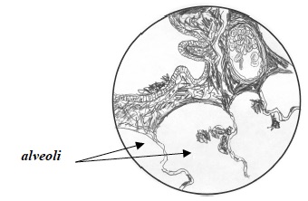 CCC Inv 3 Lab Trial 2