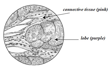 CCC Inv 3 Lab Trial 3 B