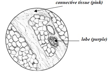 CCC Inv 3 Lab Trial 3