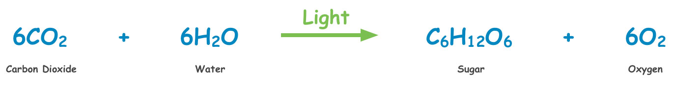 Photosynthesis