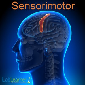 LL Sensorimotor