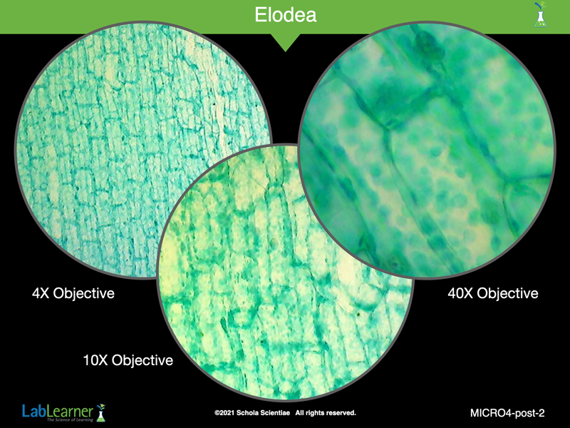 Elodea Cell 10x elodea-cell-10x