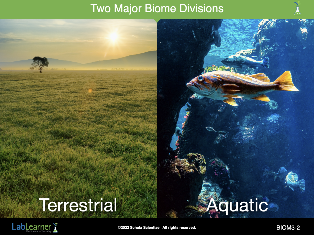 vbiome3-t | LabLearner.com